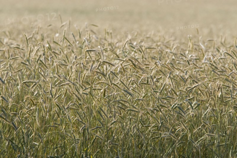 Grain