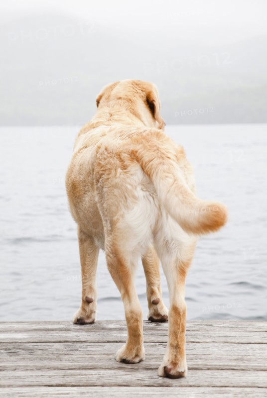 Dog on dock