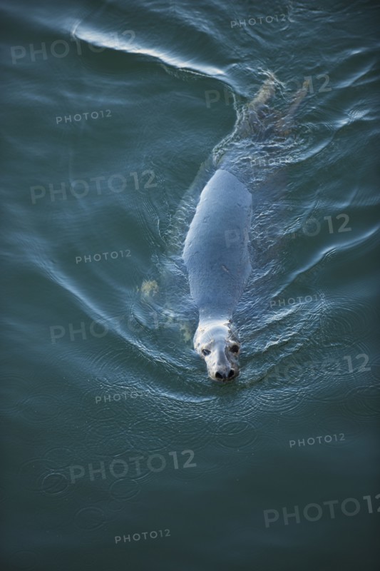 Harbor seal.