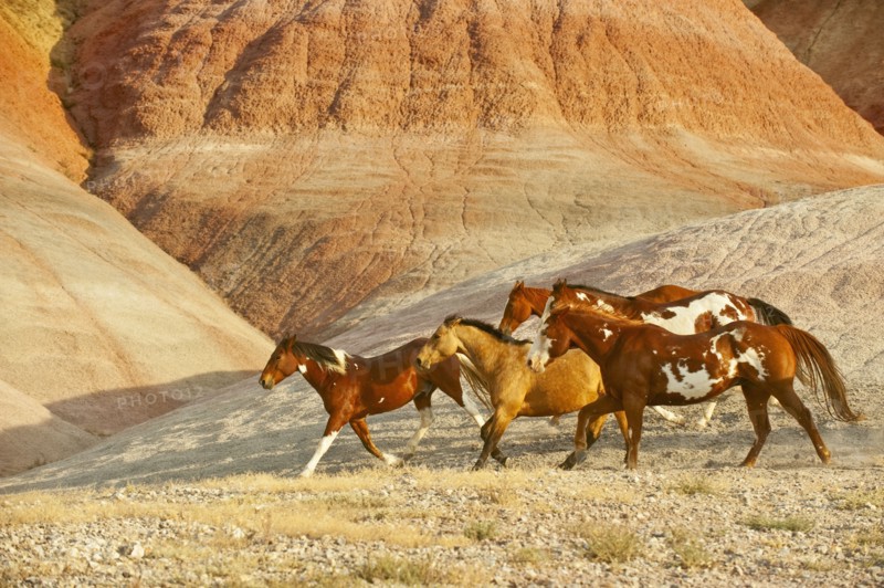 Wild horses.