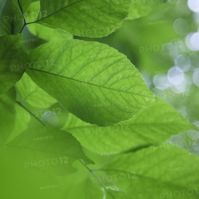 Leaves in sunlight