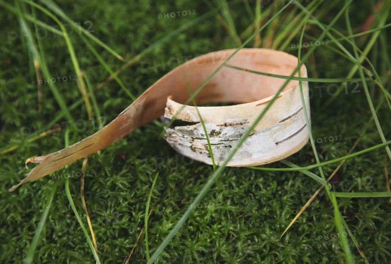 Bark peel on moss