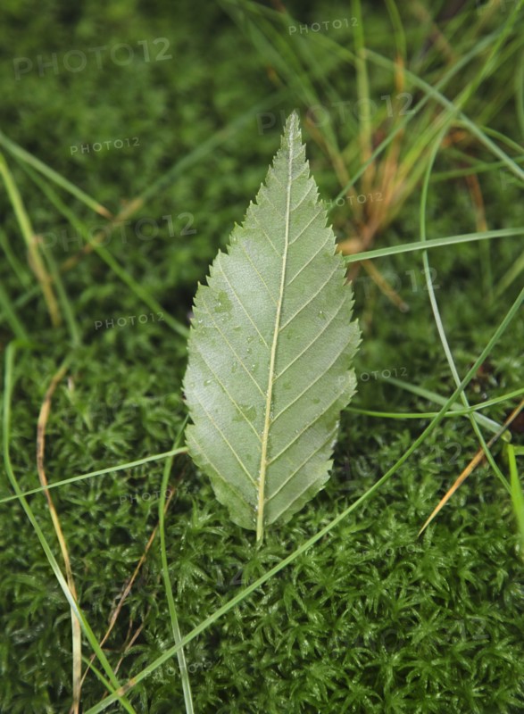 Leaf on moss