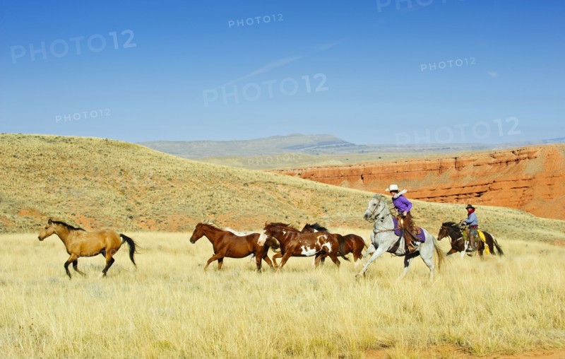 Cowboys herding horses.