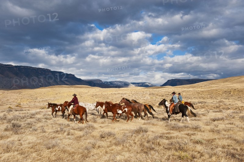 Cowboys herding horses.