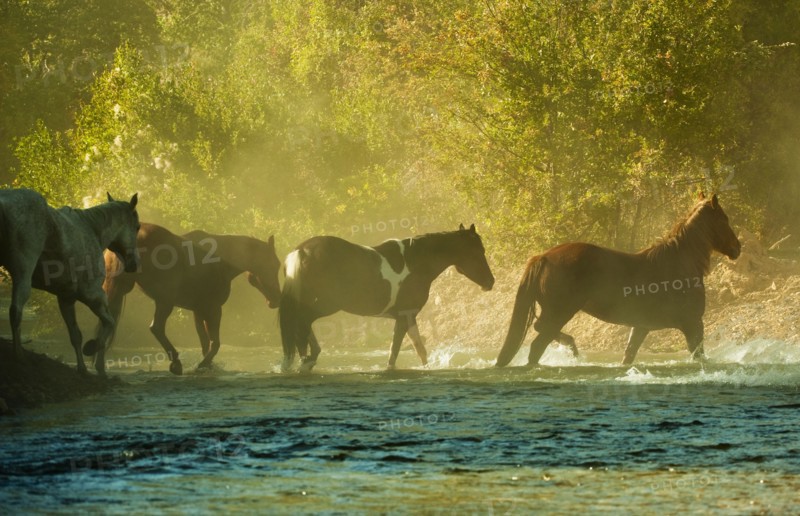 Wild horses.