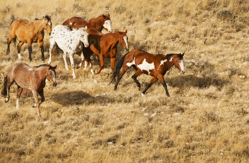 Wild horses.