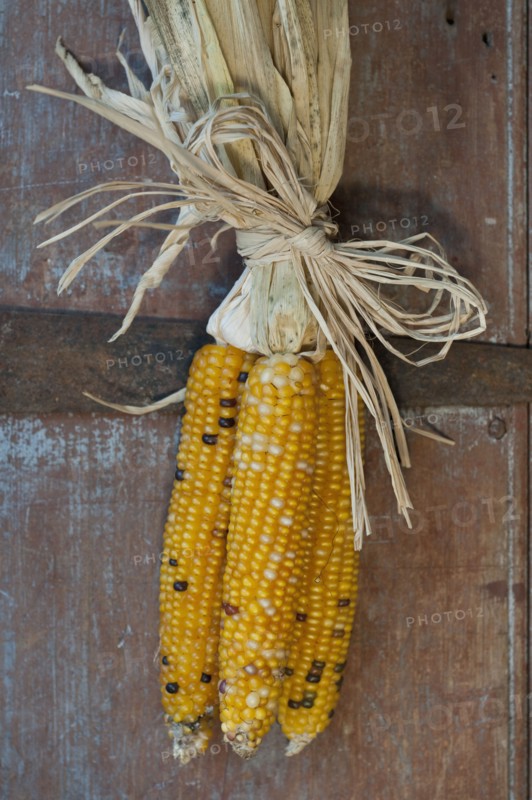 Autumn decoration.