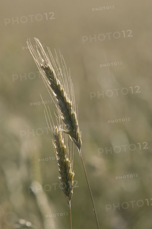 Grain