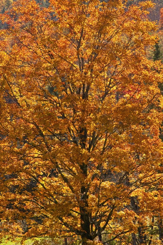 Fall foliage