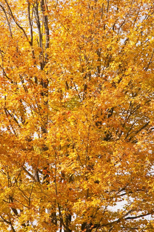 Fall foliage