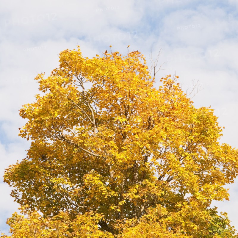 Fall foliage