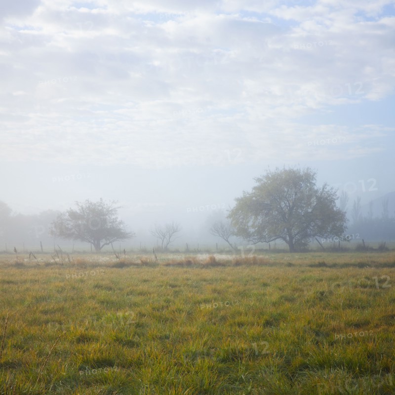 Fog in field