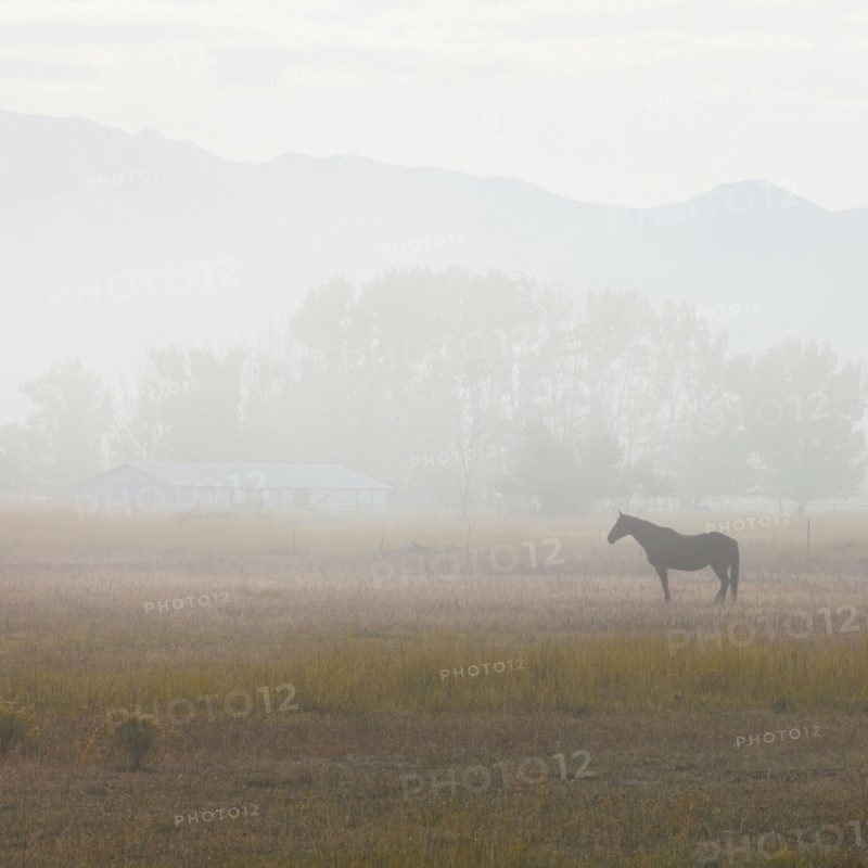 Horse in field