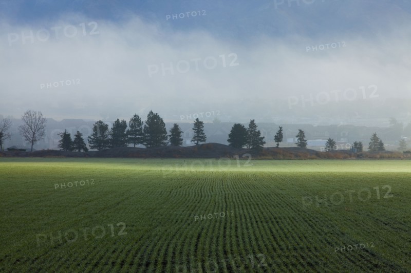 Wheat field