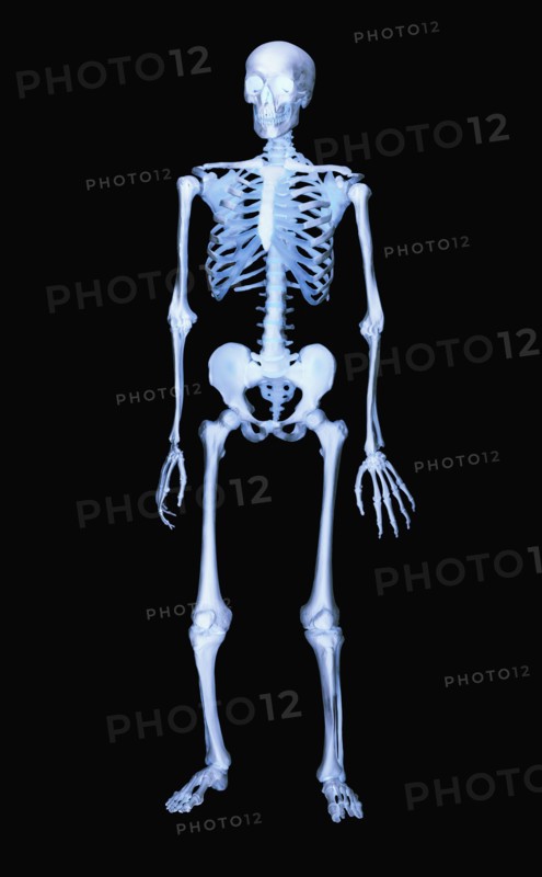 Skeleton
