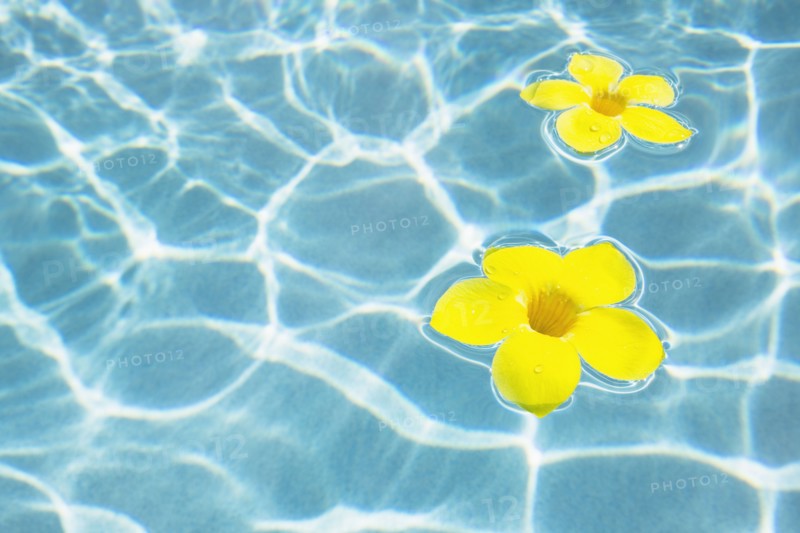 Flowers floating in pool
