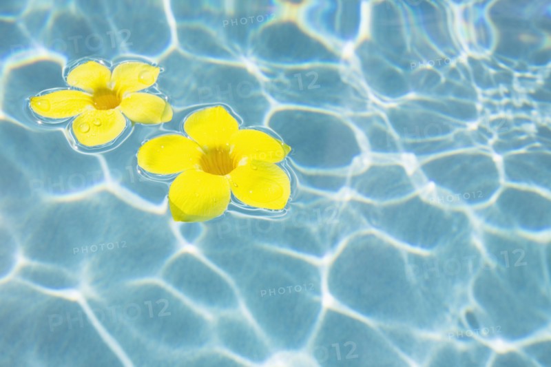 Flowers floating in pool