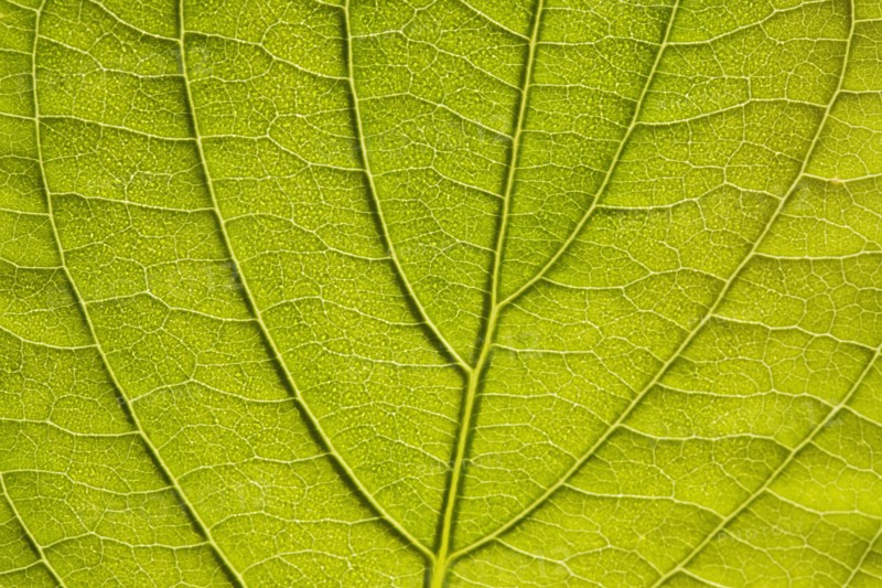 Leaf