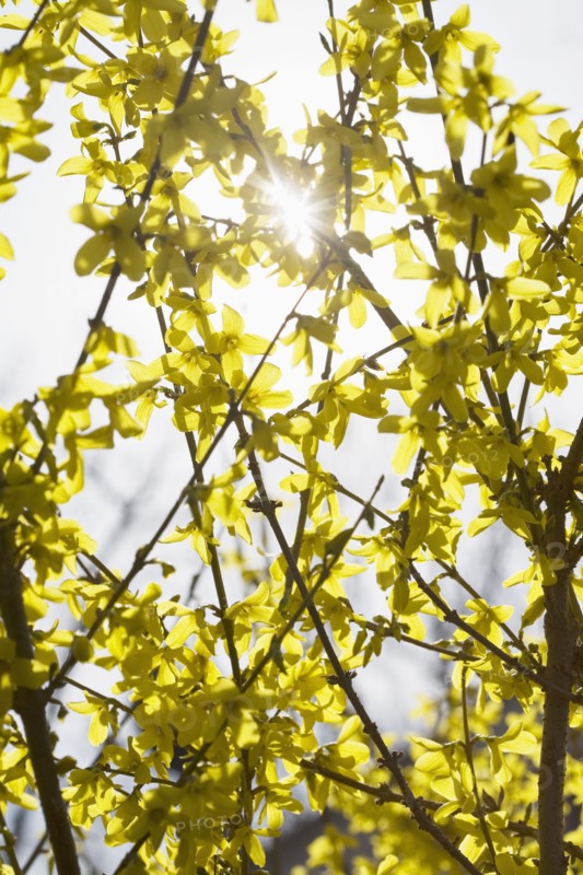 Yellow flowers