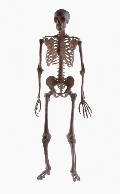 Skeleton