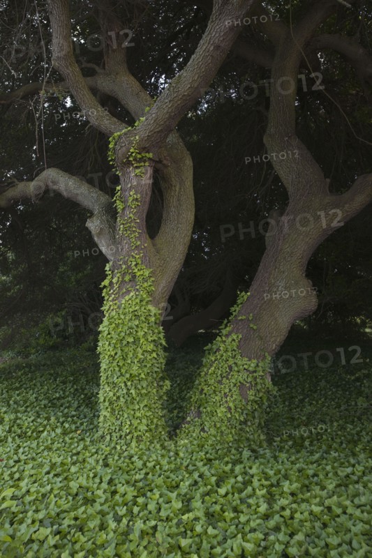Tree covered in ivy