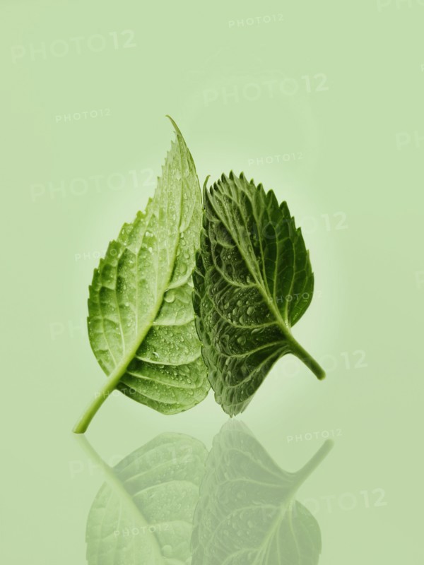 Leaves