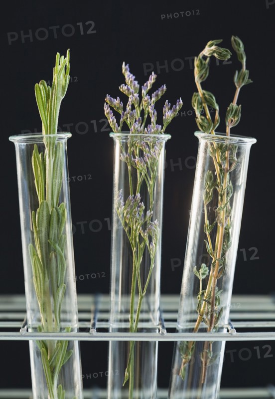 Herbs in test tubes