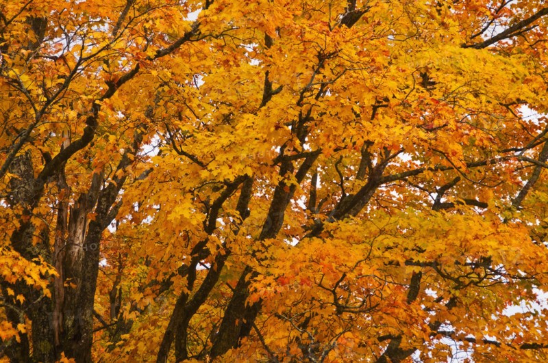 Fall Foliage