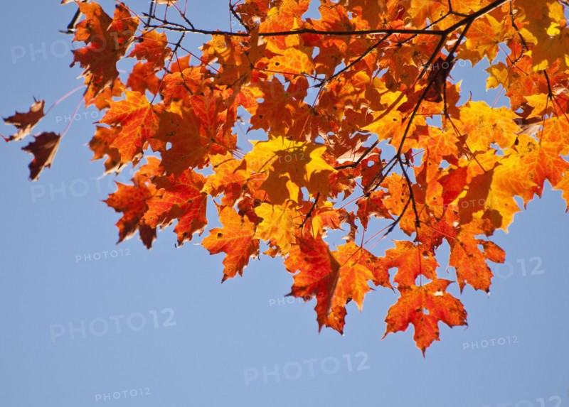 Fall Foliage