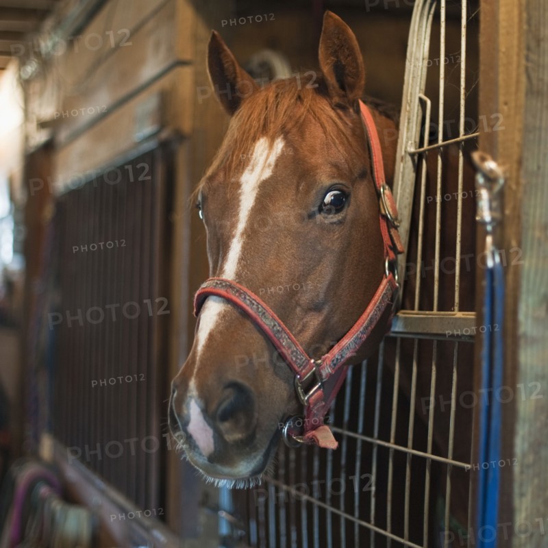 Horse in stall.