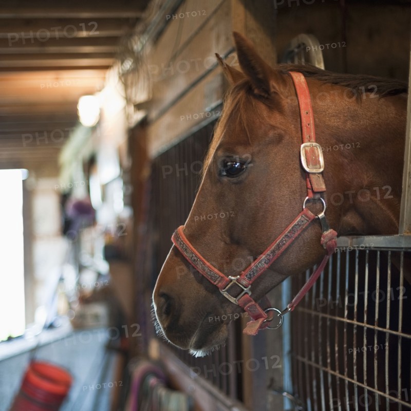 Horse in stall.