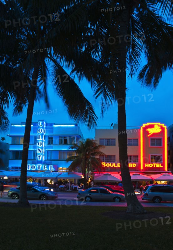 Palm trees and street at night.