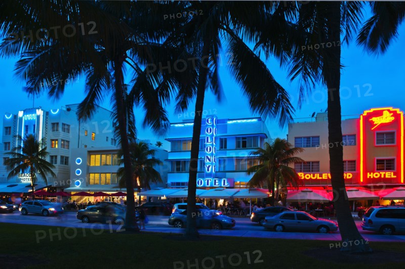 Palm trees and street at night.