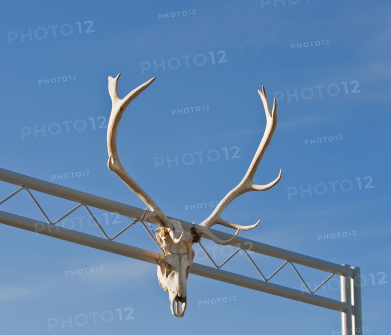 Antlers on gate.