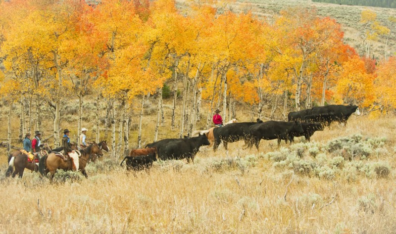 Horseback riders herding cattle.