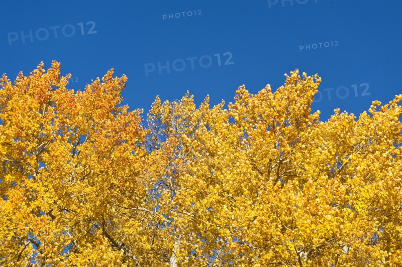 Fall foliage.