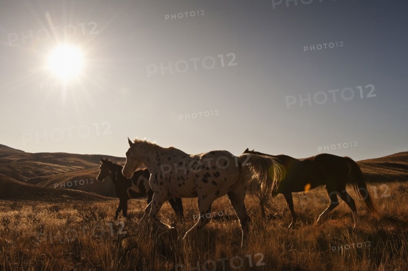 Wild horses.