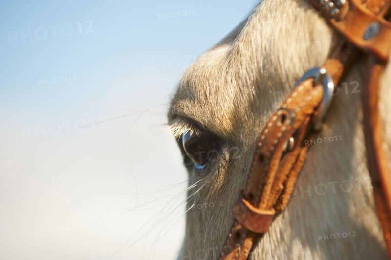 Horse bridle.