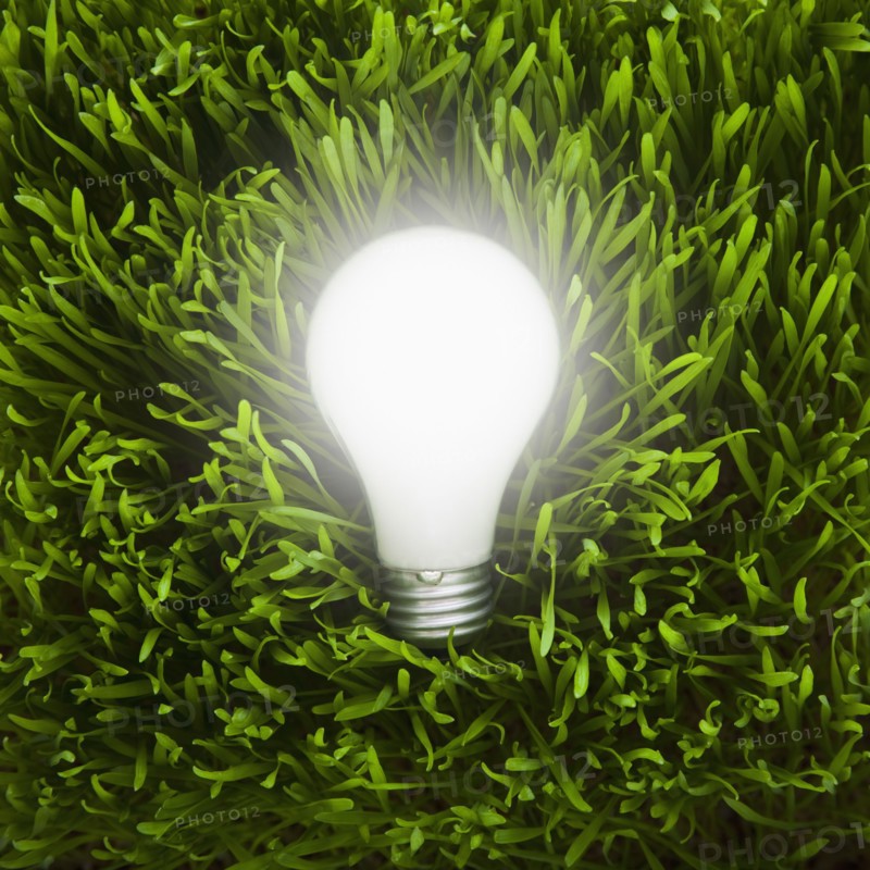 Light bulb in grass