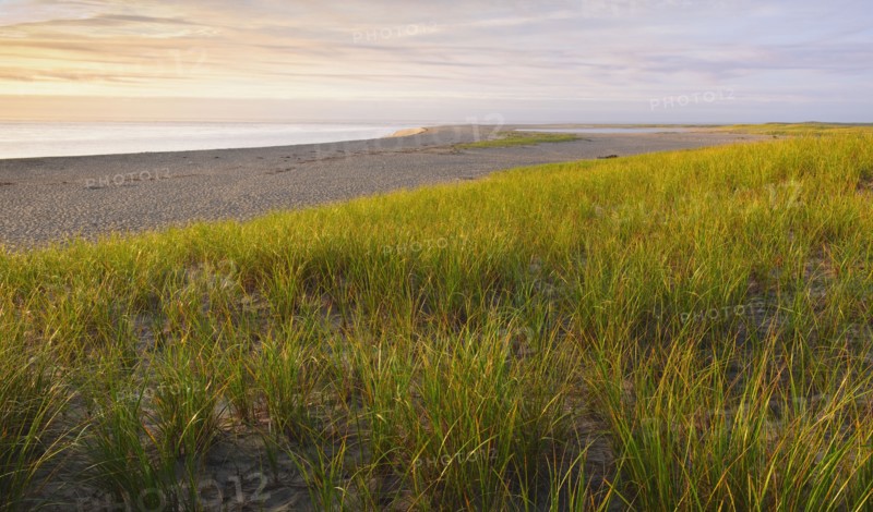 Grass beside beach.