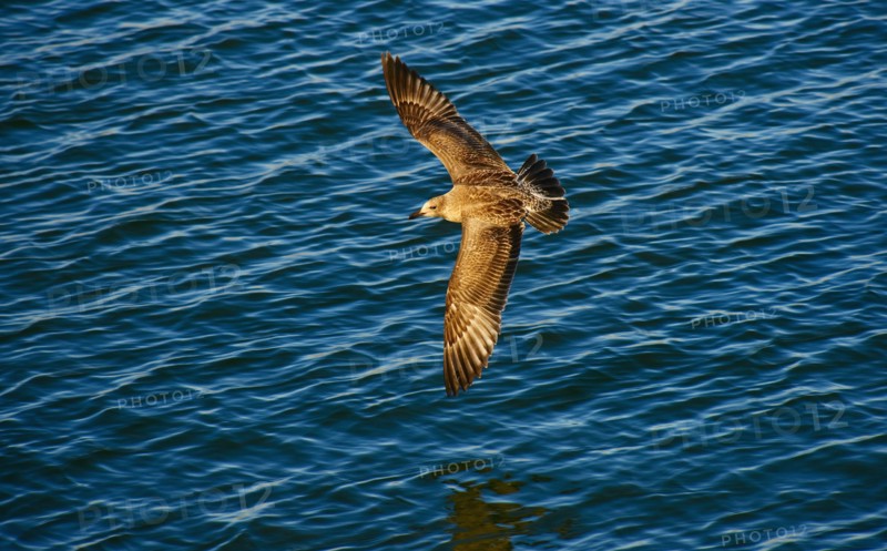 Bird flying over water.