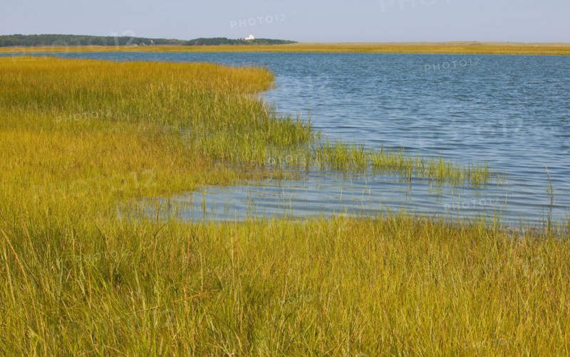 Marsh.