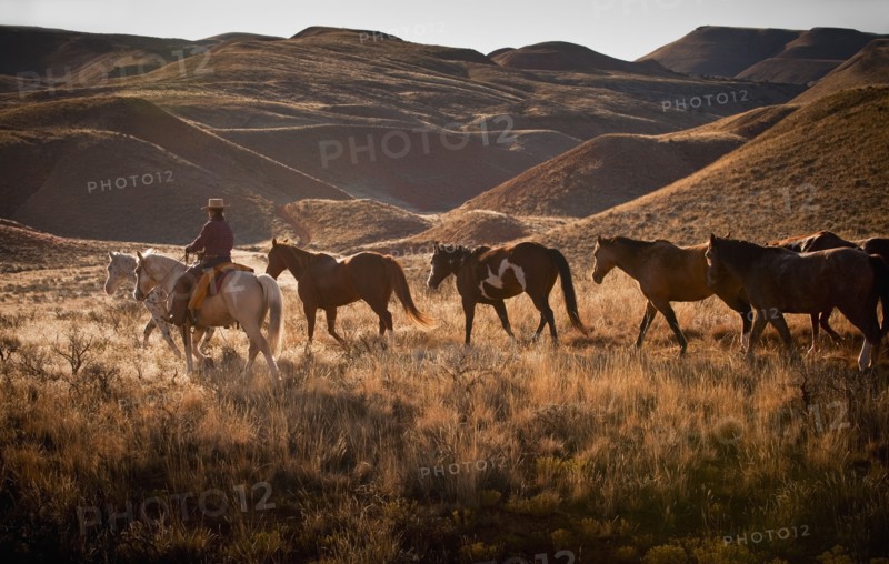 Cowboy herding horses.