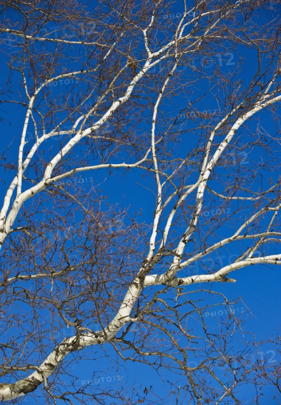 Tree.