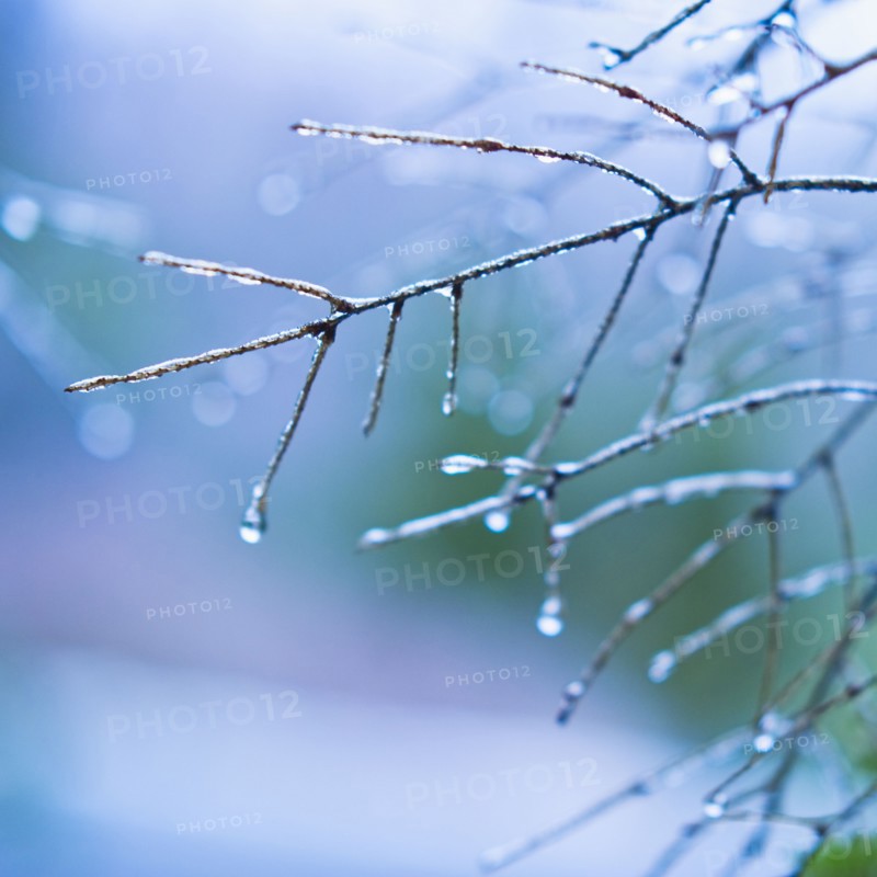 Frozen tree branch.