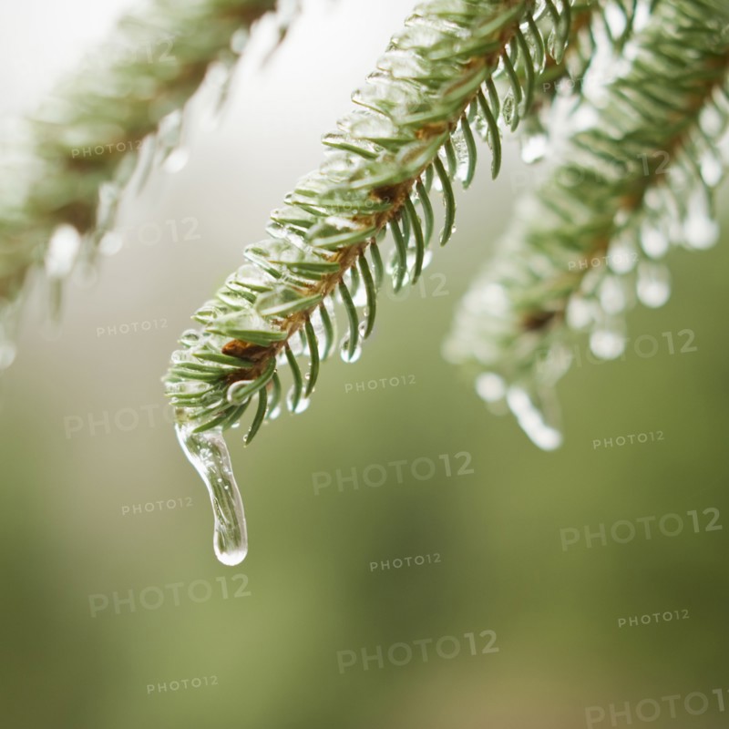 Frozen evergreen tree branch.
