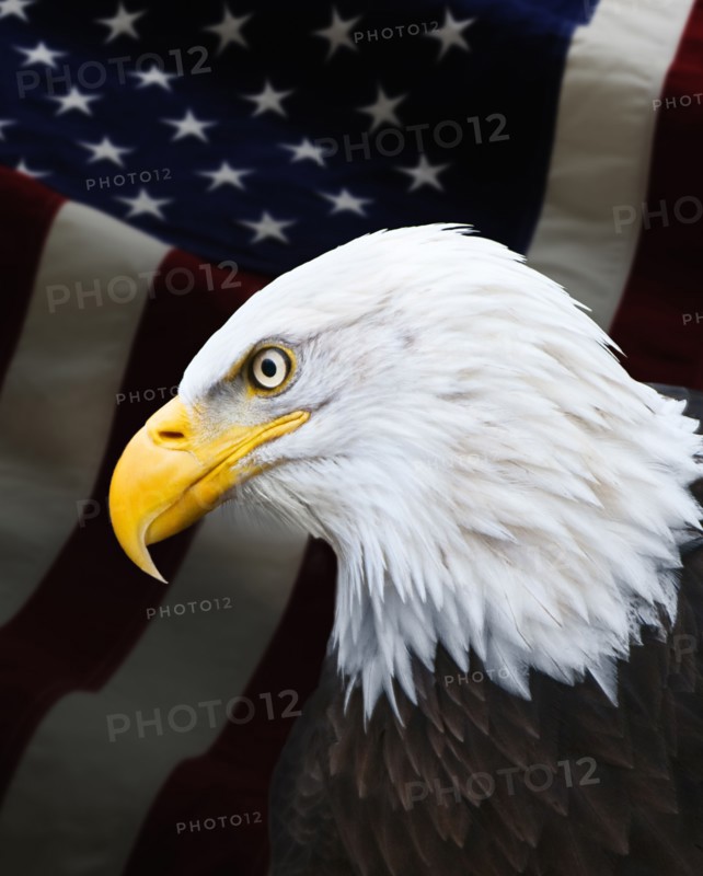 Bald eagle.