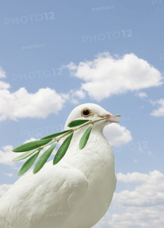 Dove holding olive branch.