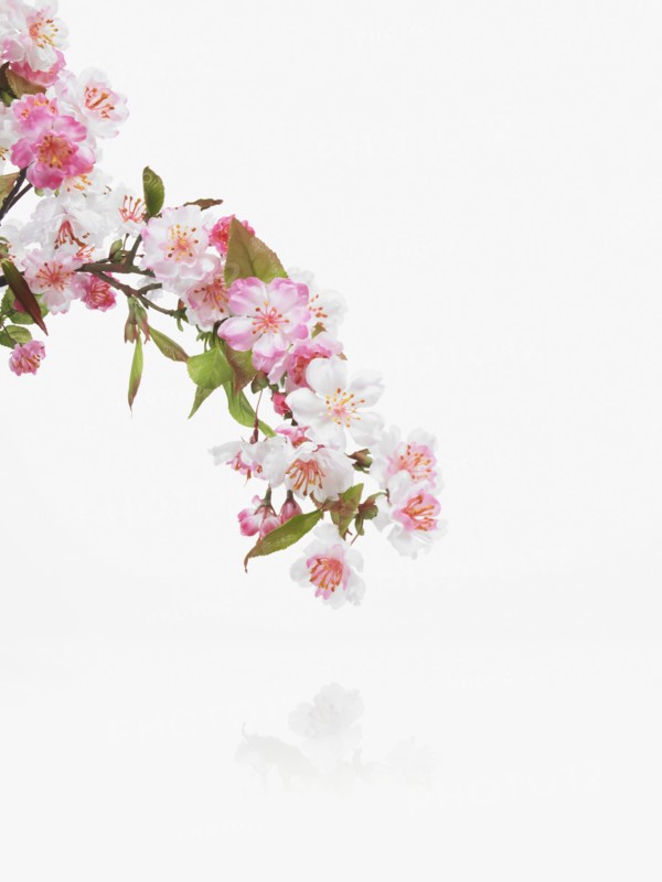 Apple blossoms. Photographer: David Arky